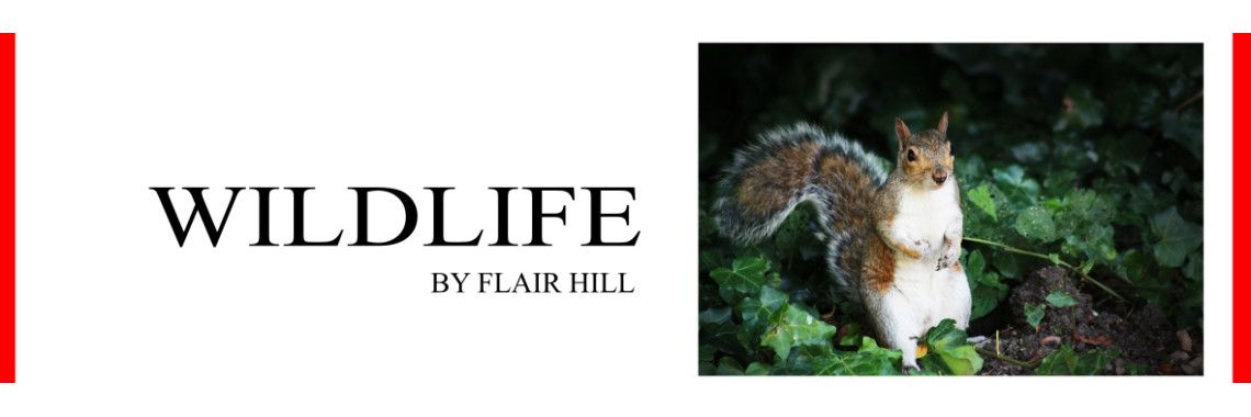 Wildlife Photography By Flair Hill